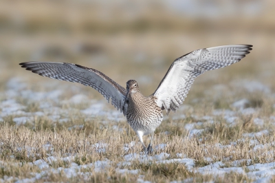 <i class='fa fa-user'></i>&nbsp;ep&nbsp;|   Wulp&nbsp; <i class='fa fa-eye'>&nbsp;340</i> &nbsp;<i class='fa fa-thumbs-up'>&nbsp;1</i> &nbsp; <i class='fa fa-comment-o'>&nbsp;6</i>