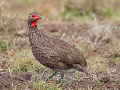 <i class='fa fa-user'></i>&nbsp;Paul van Giersbergen&nbsp;|   Swainsons Frankolijn&nbsp; <i class='fa fa-eye'>&nbsp;284</i> &nbsp; <i class='fa fa-comment-o'>&nbsp;3</i>