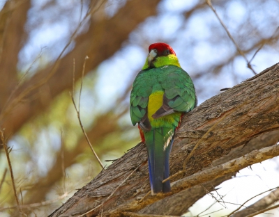 <i class='fa fa-user'></i>&nbsp;Theo Hendriks&nbsp;|   Roodkapparkiet&nbsp; <i class='fa fa-eye'>&nbsp;274</i> &nbsp; <i class='fa fa-comment-o'>&nbsp;0</i>