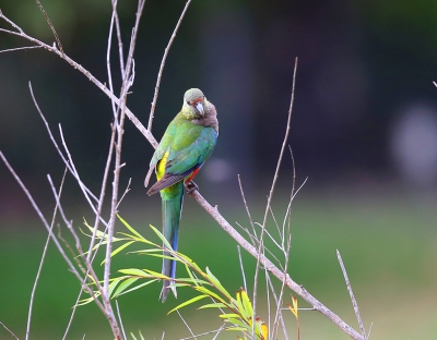 <i class='fa fa-user'></i>&nbsp;Theo Hendriks&nbsp;|   Roodkapparkiet&nbsp; <i class='fa fa-eye'>&nbsp;268</i> &nbsp; <i class='fa fa-comment-o'>&nbsp;0</i>