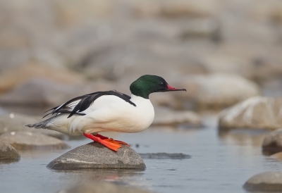 <i class='fa fa-user'></i>&nbsp;charlysax&nbsp;|   Grote Zaagbek&nbsp; <i class='fa fa-eye'>&nbsp;474</i> &nbsp;<i class='fa fa-thumbs-up'>&nbsp;7</i> &nbsp; <i class='fa fa-comment-o'>&nbsp;13</i>