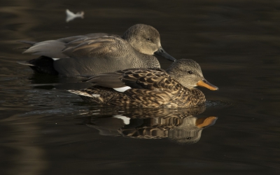 Zondag morgen gewacht op wat winter zon naast de Sloterplas bij een paar krakeenden en Kuifeenden. De krakeenden waren iets minder schuw