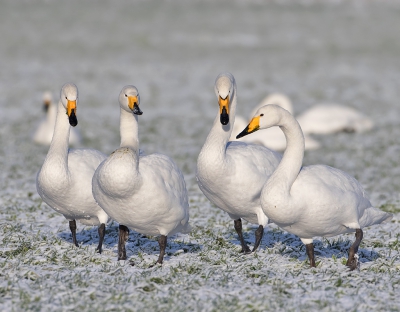 <i class='fa fa-user'></i>&nbsp;Alfred Berkhof&nbsp;|   Wilde Zwaan&nbsp; <i class='fa fa-eye'>&nbsp;554</i> &nbsp;<i class='fa fa-thumbs-up'>&nbsp;12</i> &nbsp; <i class='fa fa-comment-o'>&nbsp;20</i>