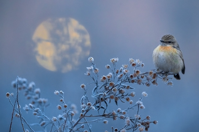 <i class='fa fa-user'></i>&nbsp;Danibabi&nbsp;|   Roodborsttapuit&nbsp; <i class='fa fa-eye'>&nbsp;714</i> &nbsp;<i class='fa fa-thumbs-up'>&nbsp;20</i> &nbsp; <i class='fa fa-comment-o'>&nbsp;13</i>