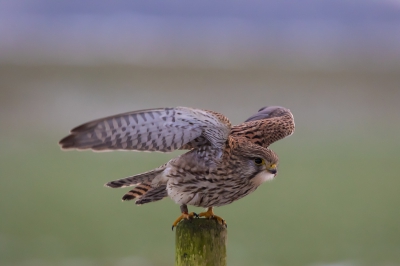 Gisteren liet het zonnetje zich mooi even zien, dus toch maar even tijd gemaakt om een frisse neus te halen. Mijn partner wilde de nieuwe lens met camera ook wel eens uitproberen. Met gewenst resultaat lijkt mij zo. Deze Torenvalk liet zich mooi van dichtbij benaderen. 

Ondertussen worden wij al steeds meer vertrouwd met camera en lens.