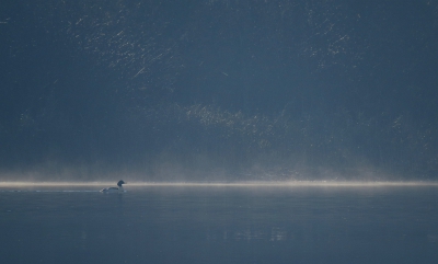 <i class='fa fa-user'></i>&nbsp;sieb&nbsp;|   Grote Zaagbek&nbsp; <i class='fa fa-eye'>&nbsp;437</i> &nbsp;<i class='fa fa-thumbs-up'>&nbsp;8</i> &nbsp; <i class='fa fa-comment-o'>&nbsp;13</i>