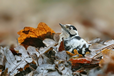 <i class='fa fa-user'></i>&nbsp;Frank Kremer&nbsp;|   Kleine Bonte Specht&nbsp; <i class='fa fa-eye'>&nbsp;531</i> &nbsp;<i class='fa fa-thumbs-up'>&nbsp;6</i> &nbsp; <i class='fa fa-comment-o'>&nbsp;15</i>