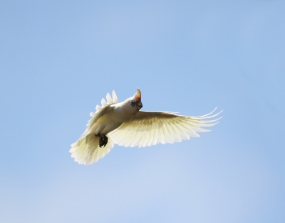 <i class='fa fa-user'></i>&nbsp;Theo Hendriks&nbsp;|   Westelijke Langsnavelkaketoe&nbsp; <i class='fa fa-eye'>&nbsp;263</i> &nbsp; <i class='fa fa-comment-o'>&nbsp;0</i>