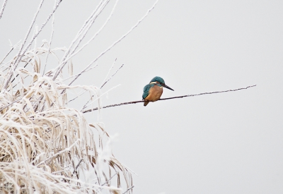 <i class='fa fa-user'></i>&nbsp;Hillebrand Keun&nbsp;|   IJsvogel&nbsp; <i class='fa fa-eye'>&nbsp;444</i> &nbsp;<i class='fa fa-thumbs-up'>&nbsp;6</i> &nbsp; <i class='fa fa-comment-o'>&nbsp;10</i>