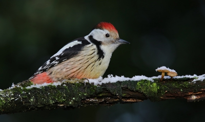 <i class='fa fa-user'></i>&nbsp;thijsglastra&nbsp;|   Middelste Bonte Specht&nbsp; <i class='fa fa-eye'>&nbsp;414</i> &nbsp;<i class='fa fa-thumbs-up'>&nbsp;2</i> &nbsp; <i class='fa fa-comment-o'>&nbsp;11</i>