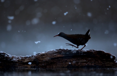 <i class='fa fa-user'></i>&nbsp;Ton D�pp&nbsp;|   Waterral&nbsp; <i class='fa fa-eye'>&nbsp;704</i> &nbsp;<i class='fa fa-thumbs-up'>&nbsp;24</i> &nbsp; <i class='fa fa-comment-o'>&nbsp;22</i>