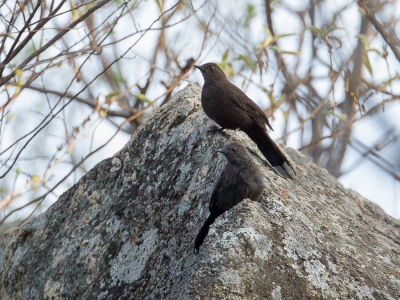 <i class='fa fa-user'></i>&nbsp;Paul van Giersbergen&nbsp;|   Steenspringer&nbsp; <i class='fa fa-eye'>&nbsp;296</i> &nbsp; <i class='fa fa-comment-o'>&nbsp;1</i>