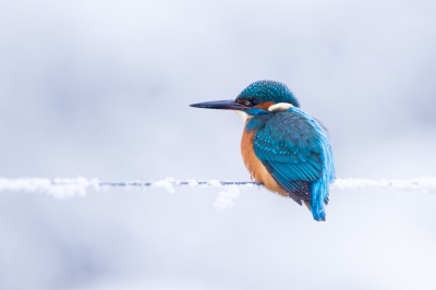 De ijsvogel zit op zijn favoriete stek. Minus 5 graden Celcius en nevel. Aangroeiende rijp. Gelukkig voor de vogel dat er nog steeds open water was.
Combinatie ijsvogel en ijzige omstandigheden ging ik voor.