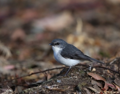 <i class='fa fa-user'></i>&nbsp;Theo Hendriks&nbsp;|   Grijs-witte Vliegenvanger&nbsp; <i class='fa fa-eye'>&nbsp;268</i> &nbsp; <i class='fa fa-comment-o'>&nbsp;2</i>