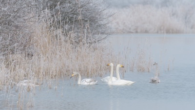 <i class='fa fa-user'></i>&nbsp;Wil Doorn-Meijne&nbsp;|   Wilde Zwaan&nbsp; <i class='fa fa-eye'>&nbsp;408</i> &nbsp;<i class='fa fa-thumbs-up'>&nbsp;4</i> &nbsp; <i class='fa fa-comment-o'>&nbsp;12</i>