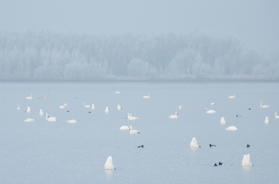 <i class='fa fa-user'></i>&nbsp;P.Teune&nbsp;|   Kleine Zwaan&nbsp; <i class='fa fa-eye'>&nbsp;322</i> &nbsp;<i class='fa fa-thumbs-up'>&nbsp;3</i> &nbsp; <i class='fa fa-comment-o'>&nbsp;3</i>