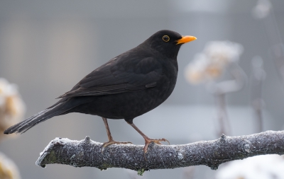 Merel man, de baas van het voederhuisje in onze tuin. Het was wat nevelig en koud door vorst. Hij staat er mooi scherp op dacht ik zelf. De winterse omstandigheden zijn goed zichtbaar.