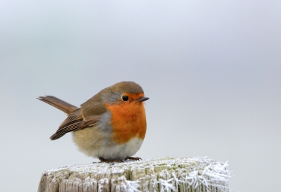 Velen waren met mij in de polders om winterse plaatjes te schieten. Ik vond dit roodborstje aardig winters.