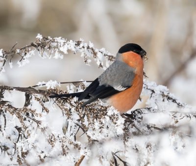 tussen de berijpte takken op zoek naar voedsel. was moeilijk om het vogeltje in beeld te krijgen. zeer beweeglijk