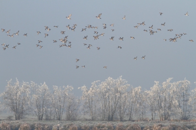 <i class='fa fa-user'></i>&nbsp;dick renes&nbsp;|   Smient&nbsp; <i class='fa fa-eye'>&nbsp;337</i> &nbsp;<i class='fa fa-thumbs-up'>&nbsp;1</i> &nbsp; <i class='fa fa-comment-o'>&nbsp;3</i>