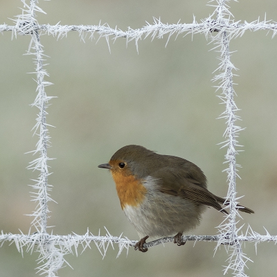 <i class='fa fa-user'></i>&nbsp;henksteen&nbsp;|   Roodborst&nbsp; <i class='fa fa-eye'>&nbsp;519</i> &nbsp;<i class='fa fa-thumbs-up'>&nbsp;6</i> &nbsp; <i class='fa fa-comment-o'>&nbsp;14</i>