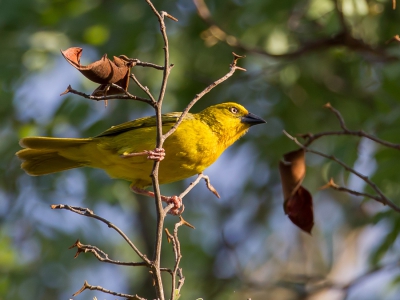 <i class='fa fa-user'></i>&nbsp;Paul van Giersbergen&nbsp;|   Saffraanwever&nbsp; <i class='fa fa-eye'>&nbsp;285</i> &nbsp; <i class='fa fa-comment-o'>&nbsp;1</i>