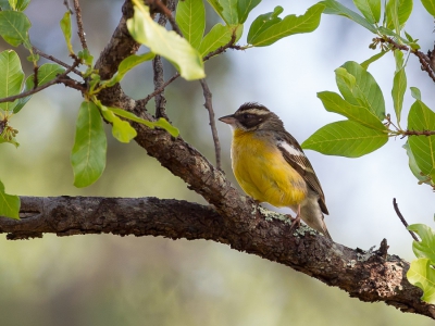 <i class='fa fa-user'></i>&nbsp;Paul van Giersbergen&nbsp;|   Cabanis' Gors&nbsp; <i class='fa fa-eye'>&nbsp;265</i> &nbsp; <i class='fa fa-comment-o'>&nbsp;2</i>