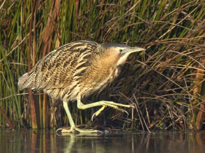 Een opname van het vorige mini wintertje het duurde maar een paar dagen en dan moet je een beetje geluk hebben. Ook het wintertje van dit moment is gelukkig voor dit soort vogels van korte duur.