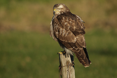Uit de auto met 640mm 1/1500 5.6