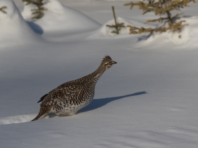 Ik moest voor het werk in Winnipeg zijn deze week, zaterdag geland en even lekker de natuur ingetrokken. Wat een geweldig land, hier kan je soms een uur rijden zonder iemand tegen te komen :-)!

Langs de weg door het Lee Lake Wildlife Management Area zag ik ineens deze Stekelstaarthoen zich een weg banen door de sneeuw.

Lijkt me een 1ste plaatsing op BP