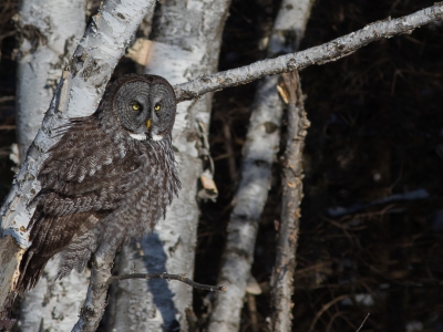 Op www.ebird.org gezien dat er op Hecla Island af toe Laplanuilen werden gespot, en toen ik dit weekend voor het werk ik Winnipeg moest zijn, die kant opgetogen om mijn geluk te beproeven. Na ca. 5 uur te hebben gezocht, ik had het eigenlijk al opgegeven, zag ik deze beauty in een boom aan de bosrand langs de weg :-).