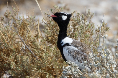 <i class='fa fa-user'></i>&nbsp;Kees de Jager&nbsp;|   Botswanatrap&nbsp; <i class='fa fa-eye'>&nbsp;399</i> &nbsp;<i class='fa fa-thumbs-up'>&nbsp;1</i> &nbsp; <i class='fa fa-comment-o'>&nbsp;5</i>