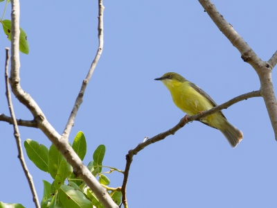 <i class='fa fa-user'></i>&nbsp;Paul van Giersbergen&nbsp;|   Groenkaperemomela&nbsp; <i class='fa fa-eye'>&nbsp;254</i> &nbsp; <i class='fa fa-comment-o'>&nbsp;2</i>