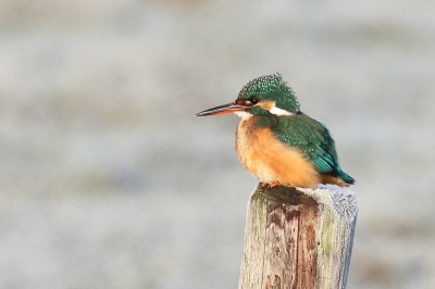 Een ijsvogeltje langs een slootje in de vroege ochtend.
Een super begin van een dagje vogelen.Genieten.