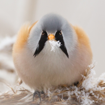 <i class='fa fa-user'></i>&nbsp;Toledo&nbsp;|   Baardman&nbsp; <i class='fa fa-eye'>&nbsp;558</i> &nbsp;<i class='fa fa-thumbs-up'>&nbsp;7</i> &nbsp; <i class='fa fa-comment-o'>&nbsp;8</i>