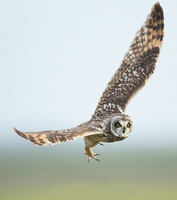 <i class='fa fa-user'></i>&nbsp;Wilfried Solarz&nbsp;|   Velduil&nbsp; <i class='fa fa-eye'>&nbsp;622</i> &nbsp;<i class='fa fa-thumbs-up'>&nbsp;5</i> &nbsp; <i class='fa fa-comment-o'>&nbsp;15</i>