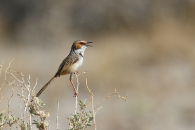 <i class='fa fa-user'></i>&nbsp;Kees de Jager&nbsp;|   Roodoorprinia&nbsp; <i class='fa fa-eye'>&nbsp;317</i> &nbsp;<i class='fa fa-thumbs-up'>&nbsp;2</i> &nbsp; <i class='fa fa-comment-o'>&nbsp;5</i>