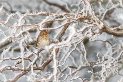 <i class='fa fa-user'></i>&nbsp;Hans Overduin&nbsp;|   Dwerggors&nbsp; <i class='fa fa-eye'>&nbsp;639</i> &nbsp;<i class='fa fa-thumbs-up'>&nbsp;17</i> &nbsp; <i class='fa fa-comment-o'>&nbsp;15</i>