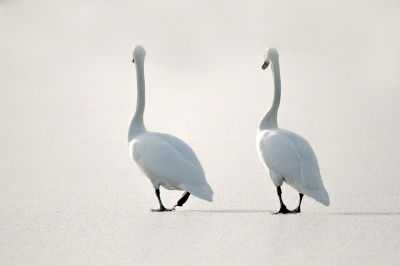einde van de fotosessie, de knobbelzwanen besluiten dat het genoeg is geweest en vertrekken