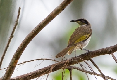 <i class='fa fa-user'></i>&nbsp;charlysax&nbsp;|   Fluithoningeter&nbsp; <i class='fa fa-eye'>&nbsp;225</i> &nbsp;<i class='fa fa-thumbs-up'>&nbsp;1</i> &nbsp; <i class='fa fa-comment-o'>&nbsp;5</i>