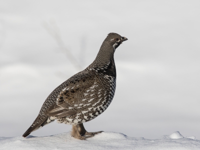 <i class='fa fa-user'></i>&nbsp;auk&nbsp;|   Bossneeuwhoen&nbsp; <i class='fa fa-eye'>&nbsp;347</i> &nbsp;<i class='fa fa-thumbs-up'>&nbsp;1</i> &nbsp; <i class='fa fa-comment-o'>&nbsp;5</i>