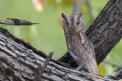 <i class='fa fa-user'></i>&nbsp;Kees de Jager&nbsp;|   Afrikaanse Dwergooruil&nbsp; <i class='fa fa-eye'>&nbsp;378</i> &nbsp;<i class='fa fa-thumbs-up'>&nbsp;5</i> &nbsp; <i class='fa fa-comment-o'>&nbsp;5</i>