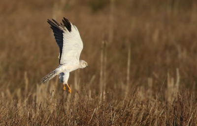 <i class='fa fa-user'></i>&nbsp;thijsglastra&nbsp;|   Steppekiekendief&nbsp; <i class='fa fa-eye'>&nbsp;450</i> &nbsp; <i class='fa fa-comment-o'>&nbsp;9</i>