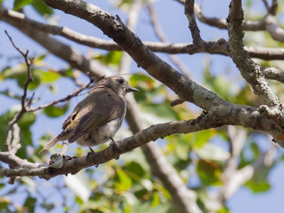 <i class='fa fa-user'></i>&nbsp;Paul van Giersbergen&nbsp;|   Grijze Honingspeurder&nbsp; <i class='fa fa-eye'>&nbsp;218</i> &nbsp; <i class='fa fa-comment-o'>&nbsp;1</i>