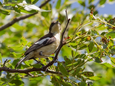 <i class='fa fa-user'></i>&nbsp;Paul van Giersbergen&nbsp;|   Mashonahyliota&nbsp; <i class='fa fa-eye'>&nbsp;243</i> &nbsp; <i class='fa fa-comment-o'>&nbsp;1</i>