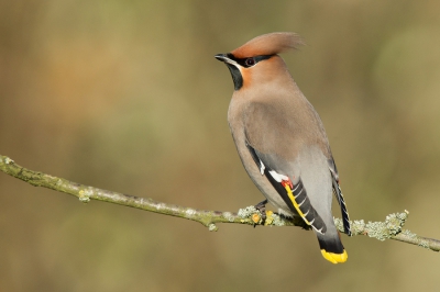 <i class='fa fa-user'></i>&nbsp;david&nbsp;|   Pestvogel&nbsp; <i class='fa fa-eye'>&nbsp;552</i> &nbsp;<i class='fa fa-thumbs-up'>&nbsp;10</i> &nbsp; <i class='fa fa-comment-o'>&nbsp;12</i>