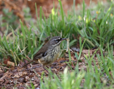 <i class='fa fa-user'></i>&nbsp;Theo Hendriks&nbsp;|   Witbrauwstruiksluiper&nbsp; <i class='fa fa-eye'>&nbsp;254</i> &nbsp; <i class='fa fa-comment-o'>&nbsp;3</i>