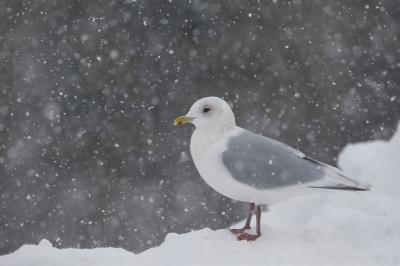 <i class='fa fa-user'></i>&nbsp;Chris van Rijswijk&nbsp;|   Kleine Burgemeester&nbsp; <i class='fa fa-eye'>&nbsp;464</i> &nbsp;<i class='fa fa-thumbs-up'>&nbsp;2</i> &nbsp; <i class='fa fa-comment-o'>&nbsp;13</i>