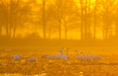 Afgelopen vrijdag was de zonsondergang hier bijzonder mooi, hele landschap werd geel en later oranje, mi door de reflectie van ijskristallen bij het licht vriezende weer;  een groepje fouragerende kleine zwanen wilden graag poseren op de voorgrond.
