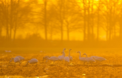 Afgelopen vrijdag was de zonsondergang hier bijzonder mooi, hele landschap werd geel en later oranje, mi door de reflectie van ijskristallen bij het licht vriezende weer;  een groepje fouragerende kleine zwanen wilden graag poseren op de voorgrond.